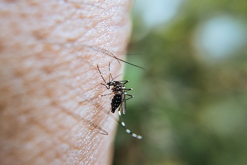 Jak pozbyć się komarów z działki?
