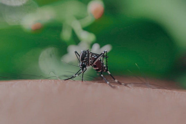 Czy odkomarzanie jest skutecznym sposobem na zwalczanie komarów?